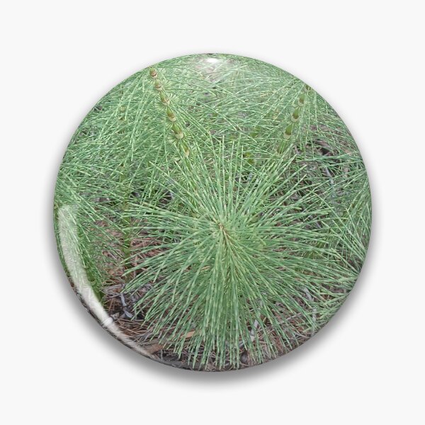 Item preview, PNW horsetail Equisetum arvense designed and sold by WigOutlet.