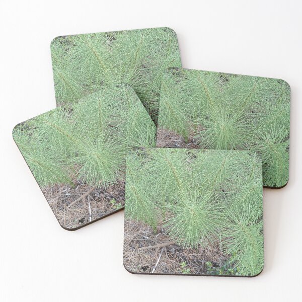 Item preview, PNW horsetail Equisetum arvense designed and sold by WigOutlet.