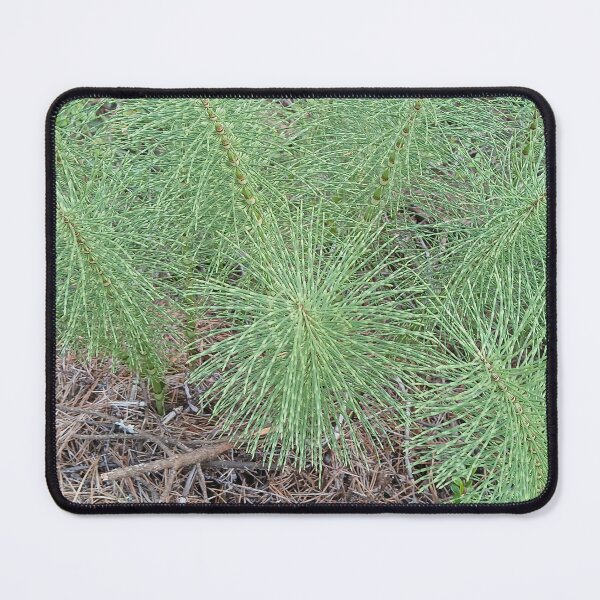 Item preview, PNW horsetail Equisetum arvense designed and sold by WigOutlet.
