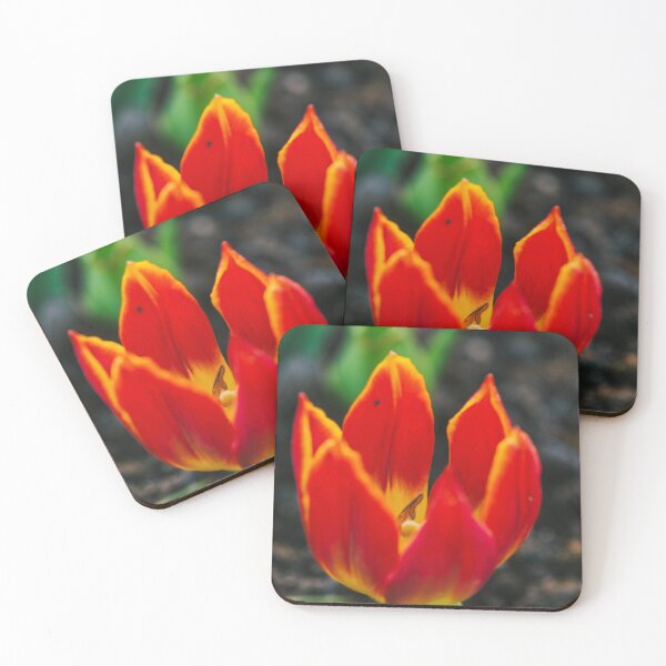 Item preview, Tulip at Keukenhof Tulip Gardens in Netherlands designed and sold by JackieMCreates.