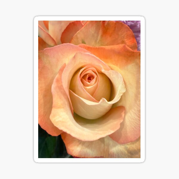 Peaches And Cream Rose Sticker