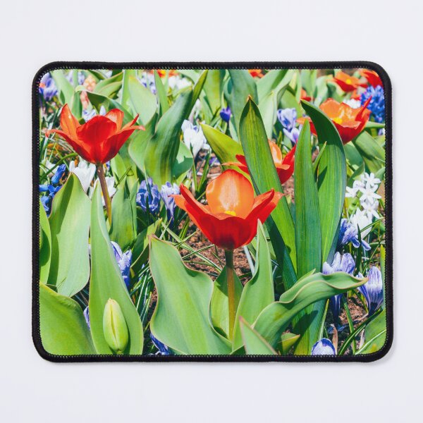 Item preview, Red Tulips at Keukenhof Tulip Gardens in Netherlands designed and sold by JackieMCreates.