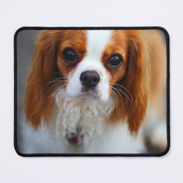 Item preview, Eyes Melting Your Heart designed and sold by Joy Watson - Natural Light Photography .