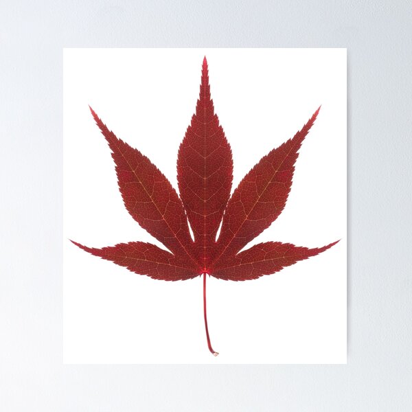 Item preview, Red acer leaf designed and sold by rheyes.