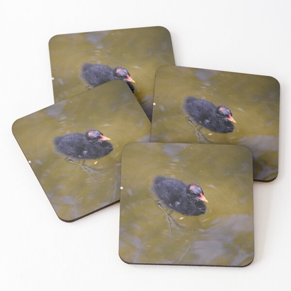 Item preview, Moorhen Chick Swimming designed and sold by MercerImages.