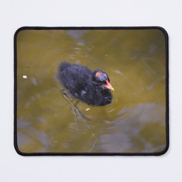 Item preview, Moorhen Chick Swimming designed and sold by MercerImages.