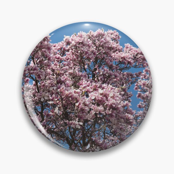 Item preview, Spring Superabundance - Old Magnolia Tree Covered in Blooms designed and sold by Georgia Mizuleva.