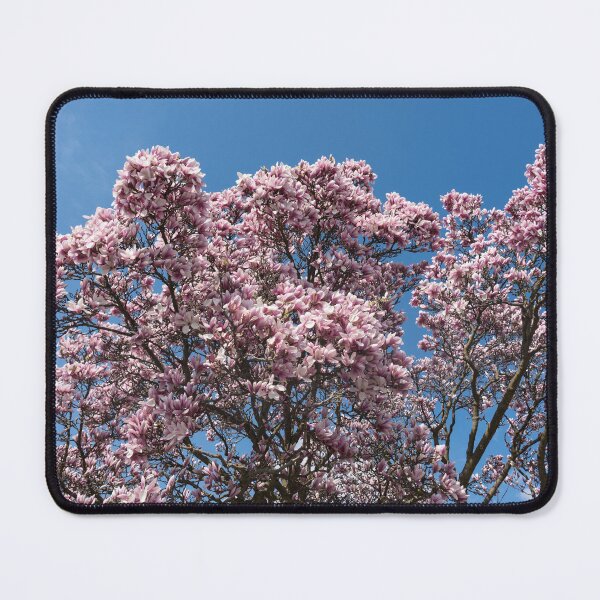 Item preview, Spring Superabundance - Old Magnolia Tree Covered in Blooms designed and sold by Georgia Mizuleva.