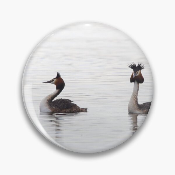 Item preview, The pair. Great crested grebe designed and sold by Jouko Lehto Photography.