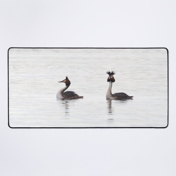 Item preview, The pair. Great crested grebe designed and sold by Jouko Lehto Photography.
