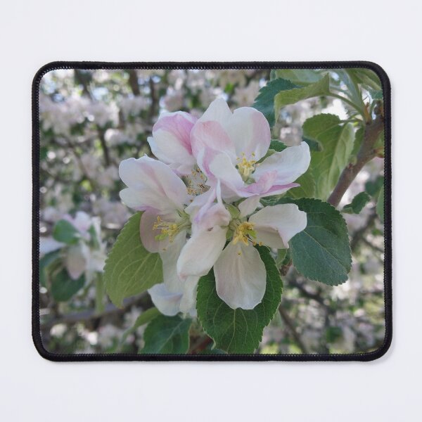 Item preview, Apple Blossoms designed and sold by Debbie Schulte.