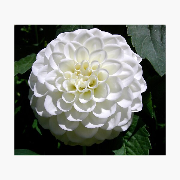 Pom Pom Dahlia Photographic Print