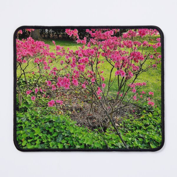 Item preview, Pink azalea tree photograph designed and sold by Raineylanes.