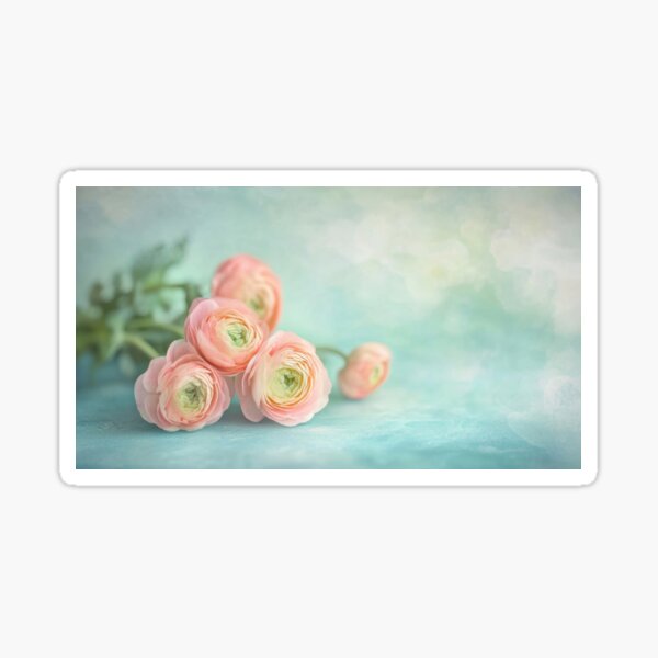 Item preview, Pink ranunculus on soft backdrop designed and sold by anytka.