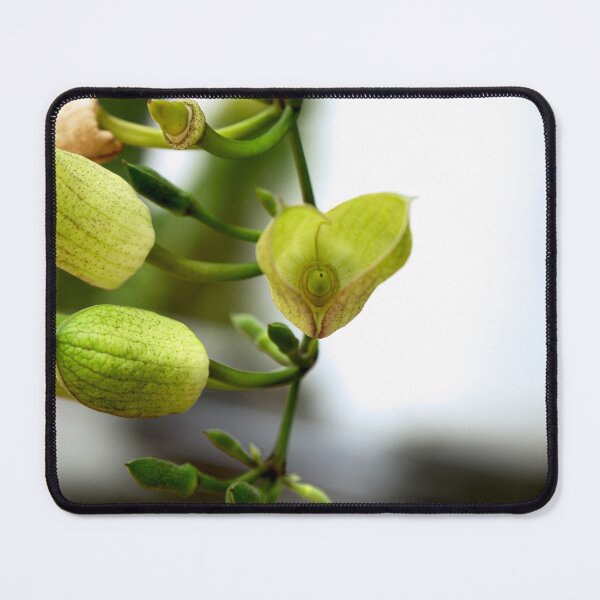 Item preview, being born designed and sold by EmmePonsImages.