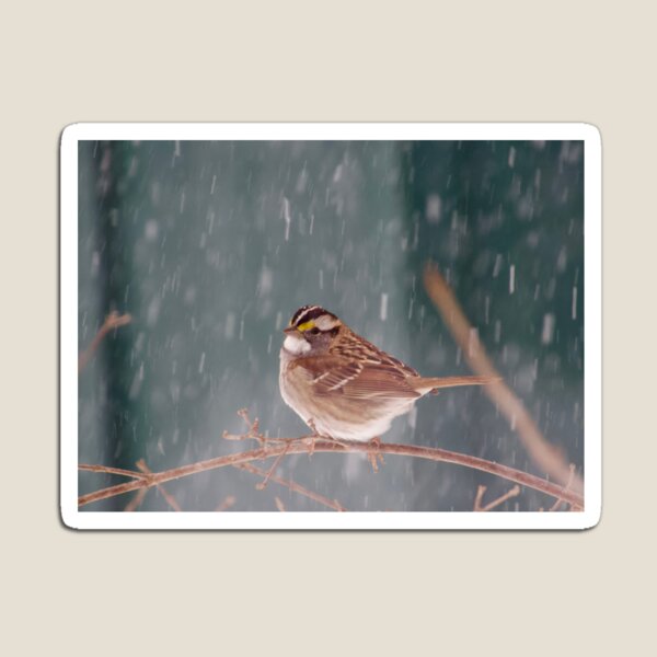 Item preview, White Throated Sparrow on a snowy day designed and sold by Lsteuart.
