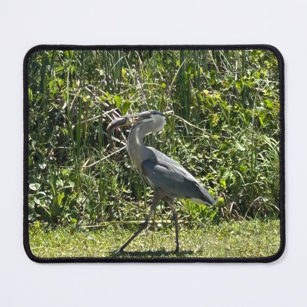 Item preview, Coastal Birds of prey designed and sold by Pearls1.
