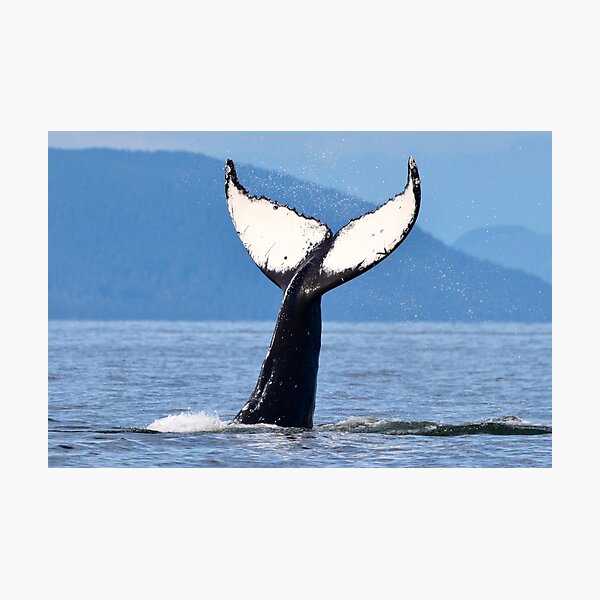 Item preview, Harpy the Humpback designed and sold by LucysPhoto.