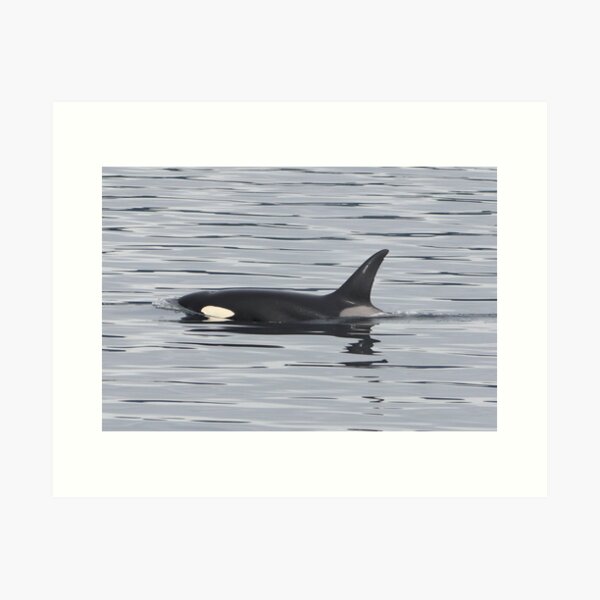 Item preview, Lynx the Killer Whale designed and sold by LucysPhoto.