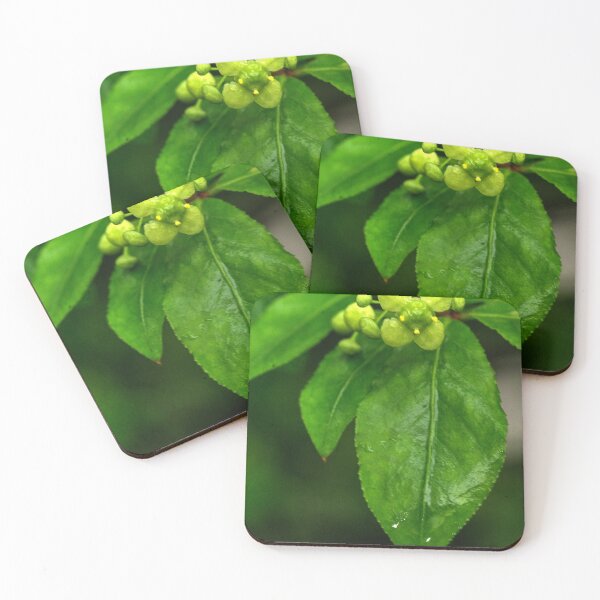 Item preview, Burning bush flower designed and sold by WCHGraphics.