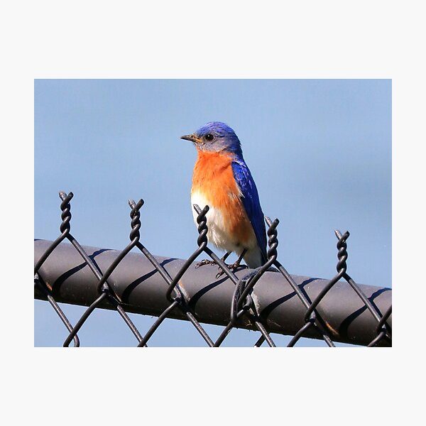 Aperçu de l'œuvre Oiseau bleu créée et vendue par Parks and X.