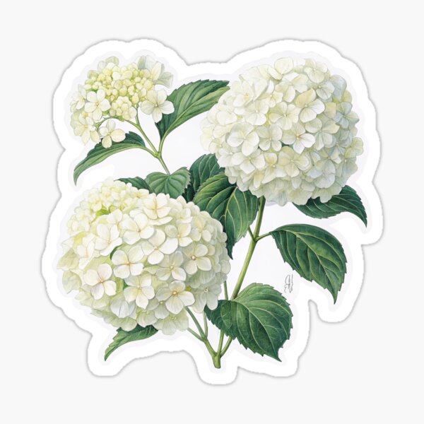 Item preview, Fleur d'hortensia blanche designed and sold by libLiv.