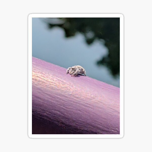 Item preview, Jumping spider designed and sold by Outlawturnip.
