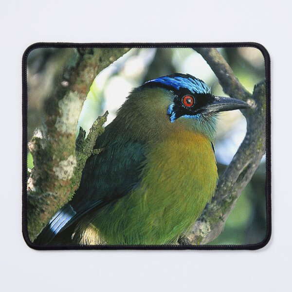 Item preview, Costa Rican Treasure: Mot Mot Bird Art Photo designed and sold by DEC02.