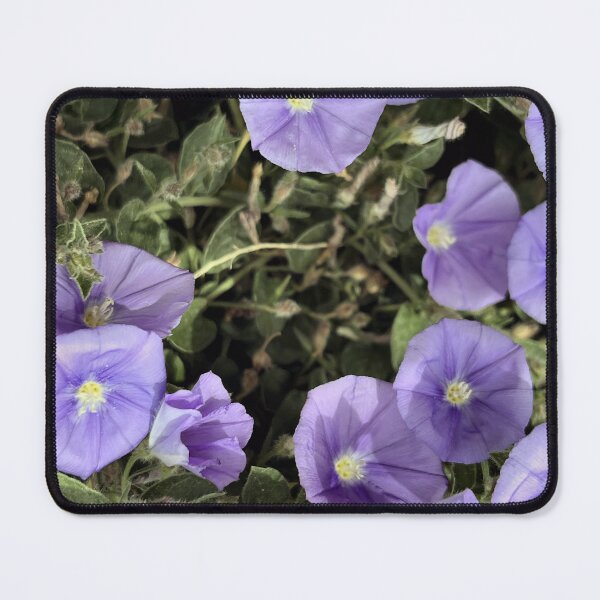 Item preview, Morning Glory - Convolvulus sabatius Blooming designed and sold by Paul Yeatman.