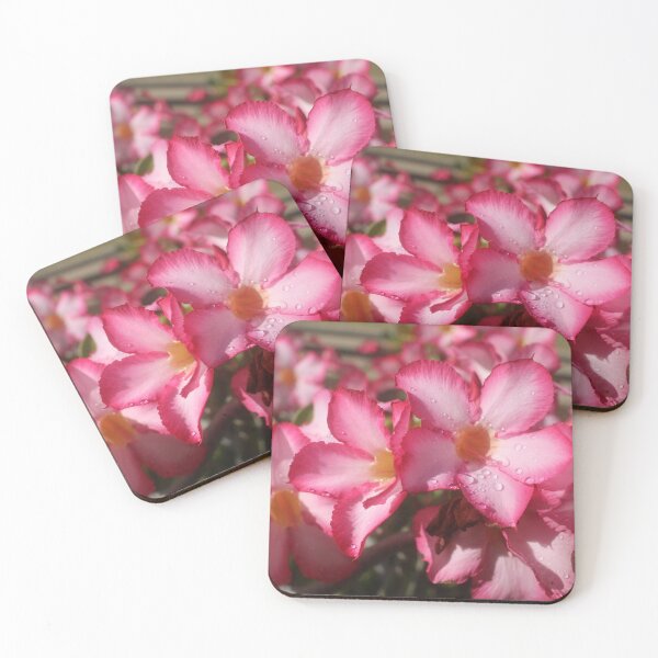 Item preview, Desert Rose: Adenium Blossoms in Bloom designed and sold by Paul Yeatman.