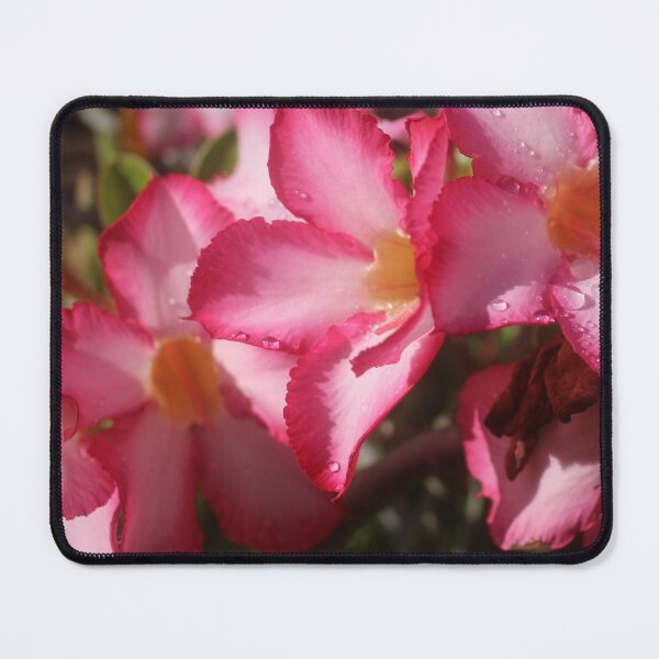 Item preview, Desert Rose: Adenium Blossoms in Bloom designed and sold by Paul Yeatman.