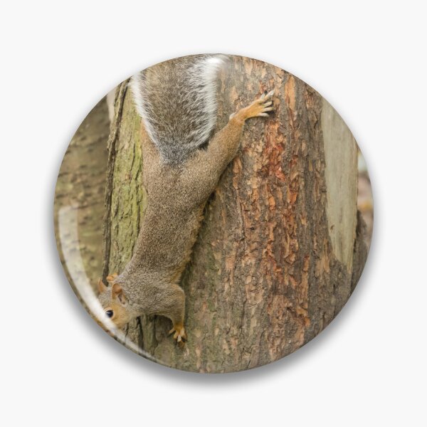 Item preview, Squirrel in Prospect Park, Brooklyn designed and sold by Aure50.