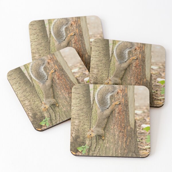 Item preview, Squirrel in Prospect Park, Brooklyn designed and sold by Aure50.