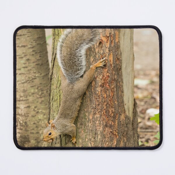 Item preview, Squirrel in Prospect Park, Brooklyn designed and sold by Aure50.