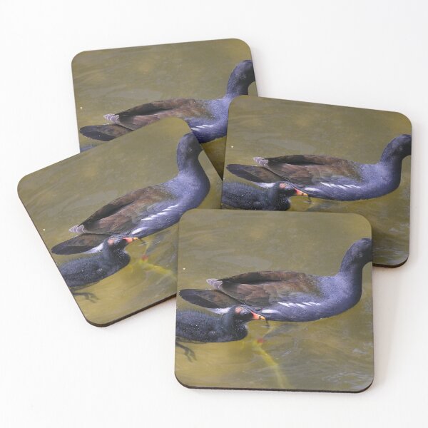 Item preview, Moorhen and Chick Swimming designed and sold by MercerImages.