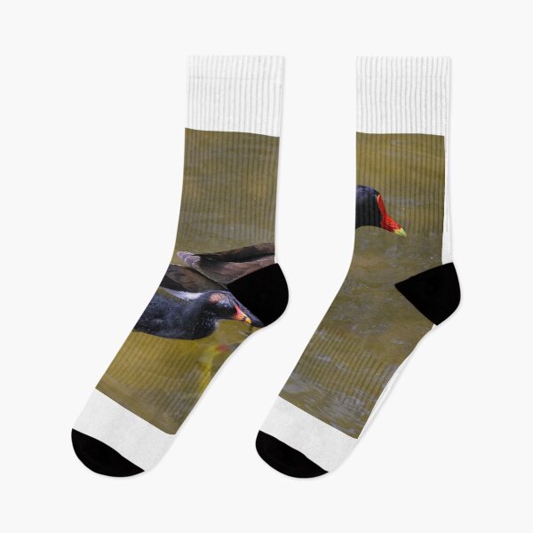 Item preview, Moorhen and Chick Swimming designed and sold by MercerImages.