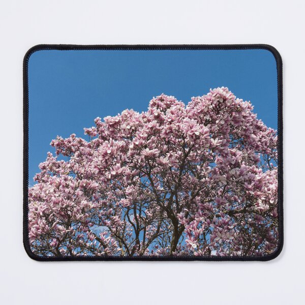 Item preview, Spring Superabundance - Big Magnolia Tree Covered in Blooms designed and sold by Georgia Mizuleva.
