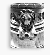 Swedish Lion Canvas Print