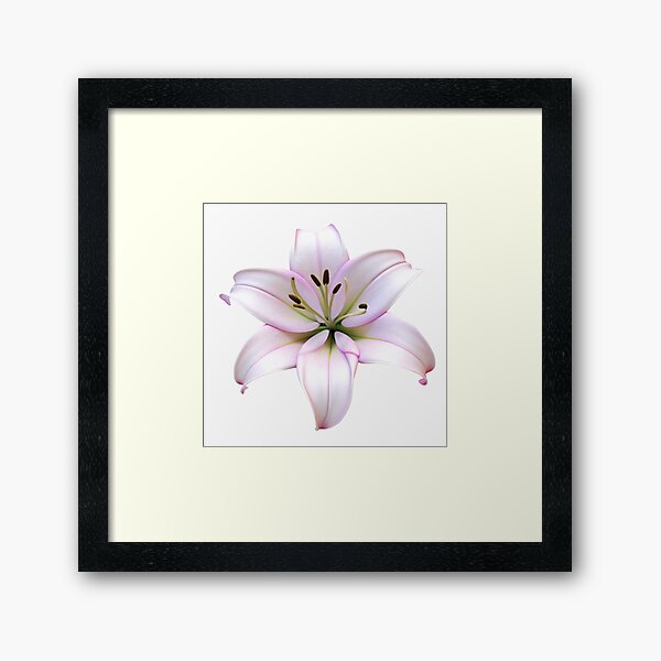 Item preview, White Lily Bloom Botanical Print designed and sold by bvdesignart.