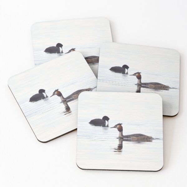 Item preview, The coot photobomb. Great crested grebe designed and sold by Jouko Lehto Photography.