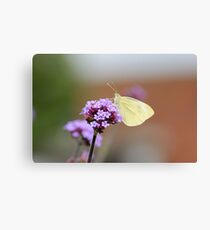 large white butterfly on verbena bonariensis Canvas Print