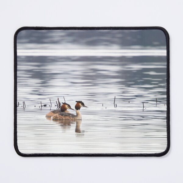 Artikelvorschau, Haubentaucher, Kuva-Lehto, Lehtokukka Fotografie, Lintu, Podiceps cristatus, Vogel, Kevät, Luonto, Migration, Muutto, Natur, Silkkiuikku, Frühling, entworfen und verkauft von Jouko Lehto Photography.