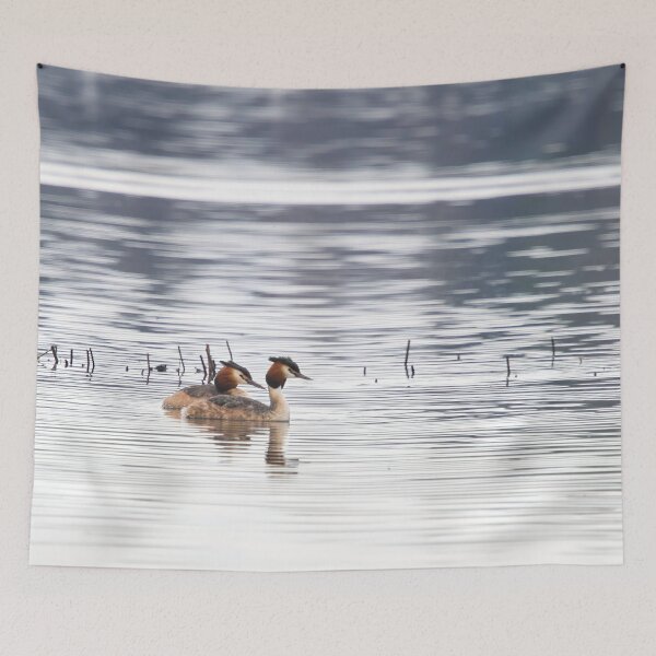 Item preview, Great crested grebe, Kuva-Lehto, Lehtokukka Photography, Lintu, Podiceps cristatus, bird, kevät, luonto, migration, muutto, nature, silkkiuikku, spring,  designed and sold by Jouko Lehto Photography.