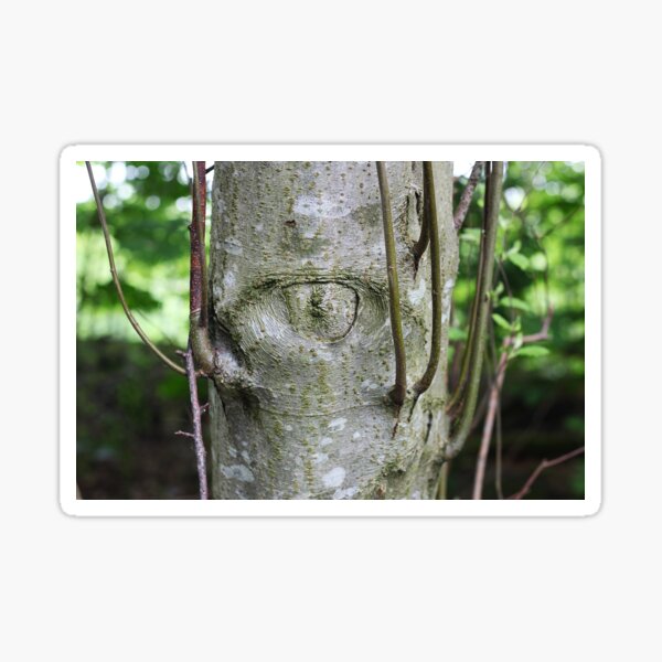 Item preview, Wächter im Wald designed and sold by AspenEyesPhotography.