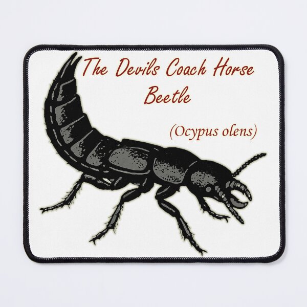 Item preview, The Devil's coach horse beetle.  designed and sold by PrestonSquires.