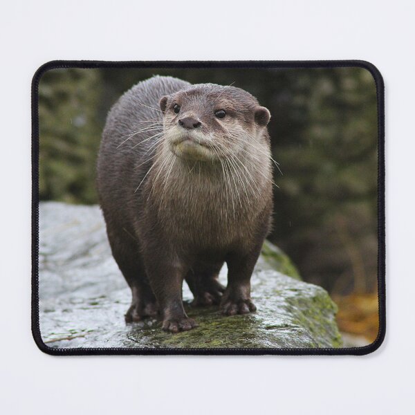 Item preview, Otterly Irresistible designed and sold by AspenEyesPhotography.