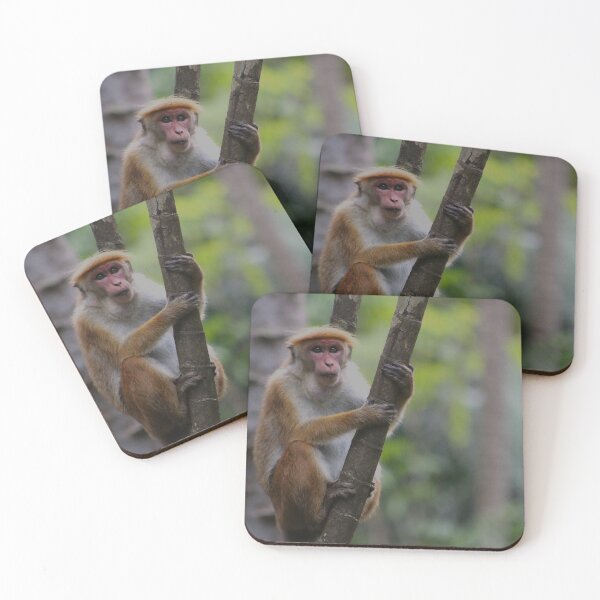 Item preview, Toque and Treetops designed and sold by AspenEyesPhotography.