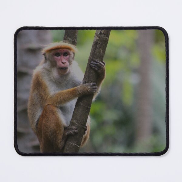 Item preview, Toque and Treetops designed and sold by AspenEyesPhotography.
