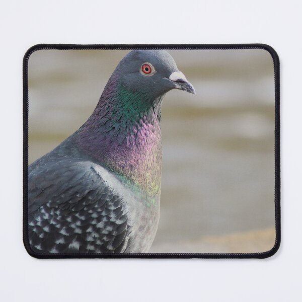 Item preview, Feathered Light designed and sold by AspenEyesPhotography.