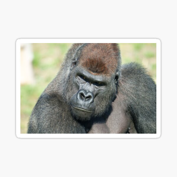 Item preview, Lope the Gorilla Channels His Father’s Stare designed and sold by rawshutterbug.